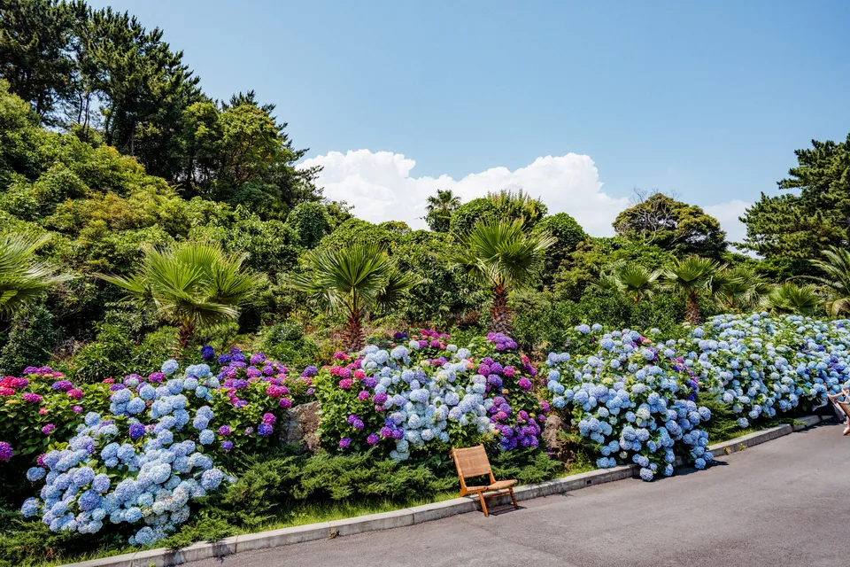 Hydrangeas in full bloom along a leafy path